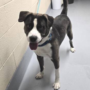 Pit Bull Terrier Dogs Available for Adoption in Concord, North Carolina - Koopa | PetCurious