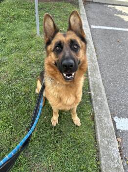 Rescue German Shepherd Dog Dogs for Adoption in Vaughan, Ontario - BELL | PetCurious