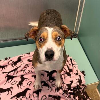 Harper -  Australian Shepherd and Mixed Breed Dog for Adoption in Council Bluffs, Iowa - Harper | PetCurious
