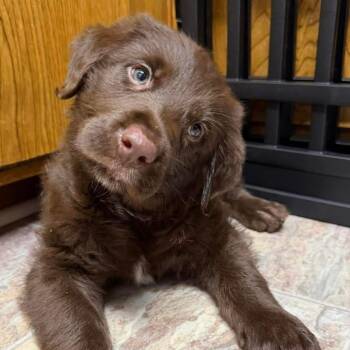 Chocolate Labrador Retriever Dogs Available for Adoption - Mo | PetCurious