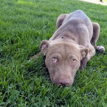 American Staffordshire Terrier Dogs Available for Adoption in Grand Rapids, Michigan - Potato | PetCurious