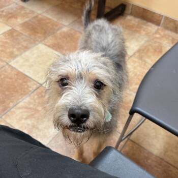 Andy (Mateo) -  Wirehaired Terrier and Schnauzer Dog for Adoption in Midland, Texas - Andy (Mateo) | PetCurious