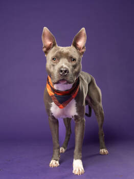 Rescue Pit Bull Terrier and Mixed Breed Dogs for Adoption in Atlanta, Georgia - Scottie | PetCurious