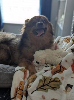 Bonnie -  Pomeranian Dog for Adoption in Hartselle, Alabama - Bonnie | PetCurious