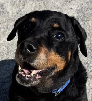 Mixed Breed Dogs Available for Adoption in Fairfax, Virginia - Sadie | PetCurious