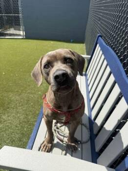 Zealous -  Mixed Breed Dog for Adoption in Lafayette, Indiana - Zealous | PetCurious