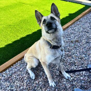 Chantele -  German Shepherd Dog and Mixed Breed Dog for Adoption in Cheyenne, Wyoming - Chantele | PetCurious