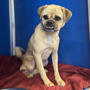 112472 -  Mixed Breed Dog for Adoption in Las Cruces, New Mexico - 112472 | PetCurious