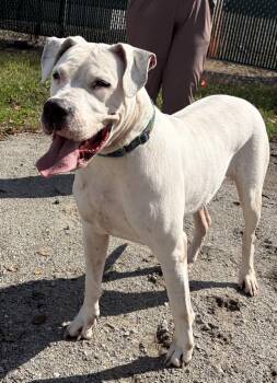 Athena -  Dogo Argentino Dog for Adoption in Mckeesport, Pennsylvania - Athena | PetCurious