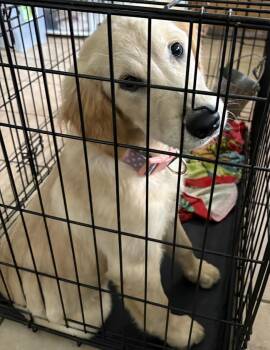 Ginger -  Golden Retriever Dog for Adoption in New Windsor, New York - Ginger | PetCurious
