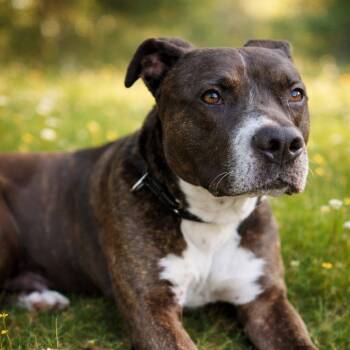 American Bulldog and Labrador Retriever Dogs Available for Adoption - Atie | PetCurious