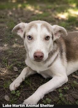 Briar -  Husky Dog for Adoption in Alexander City, Alabama - Briar | PetCurious