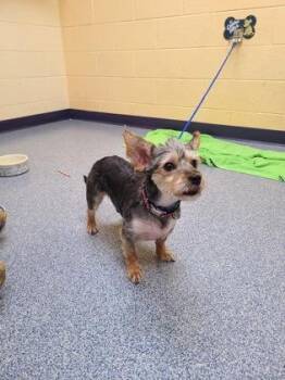 Yorkshire Terrier and Mixed Breed Dogs Available for Adoption in Westland, Michigan - Arlo | PetCurious
