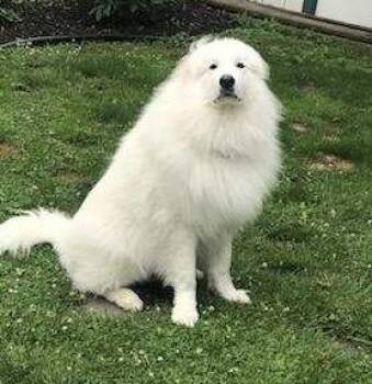 Rescue Great Pyrenees Dogs for Adoption in Buffalo, New York - Chloe | PetCurious