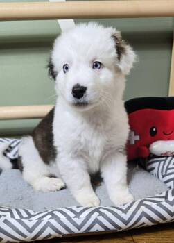 Australian Shepherd Dogs Available for Adoption - Jerry | PetCurious