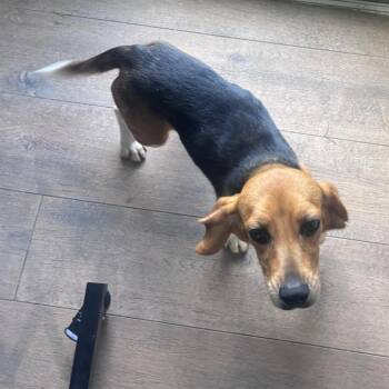 Teeny 0886 -  Beagle Dog for Adoption in Loxahatchee Groves, Florida - Teeny 0886 | PetCurious