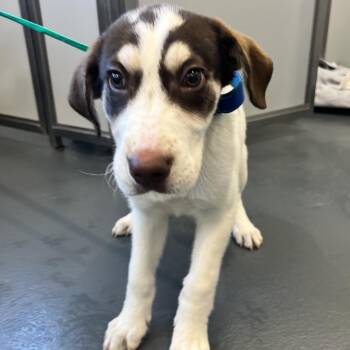 Mixed Breed Dogs Available for Adoption - LVH-Stray-12986 | PetCurious