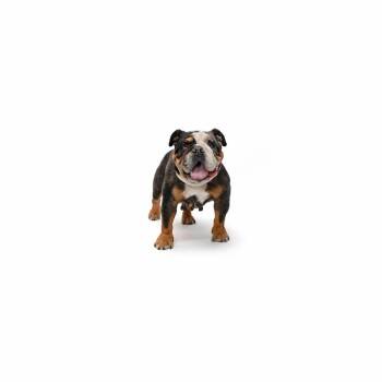 Ms. Ruby -  English Bulldog Dog for Adoption in Los Angeles, California - Ms. Ruby | PetCurious