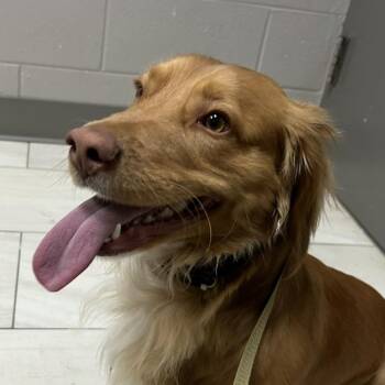 Rojo -  Cocker Spaniel Dog for Adoption in Lufkin, Texas - Rojo | PetCurious