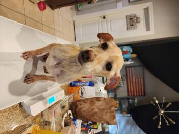 Chihuahua Dogs Available for Adoption in Houston, Texas - Valkyrie | PetCurious