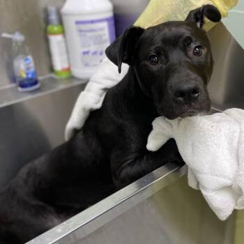 American Staffordshire Terrier Dogs Available for Adoption in Hattiesburg, Mississippi - Bubble Bath | PetCurious