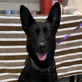 IVHS-Stray-144120 -  German Shepherd Dog Dog for Adoption in San Gabriel, California - IVHS-Stray-144120 | PetCurious