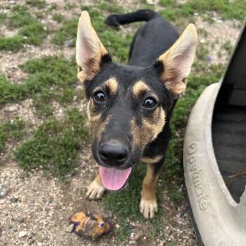Bijou -  German Shepherd Dog Dog for Adoption in Fairmont, Minnesota - Bijou | PetCurious