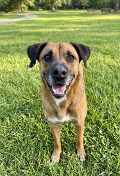 Tanya -  Boxer Dog for Adoption - Tanya | PetCurious