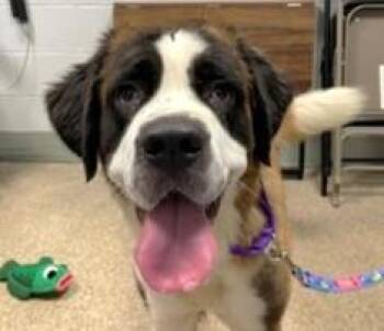 Rescue Saint Bernard Dogs for Adoption in Huntington, New York - DEEBIE | PetCurious
