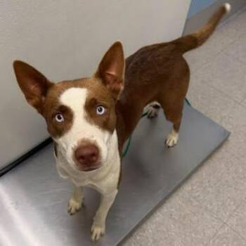 Harley 26-09-122 -  Australian Kelpie and Husky Dog for Adoption in Bastrop, Texas - Harley 26-09-122 | PetCurious