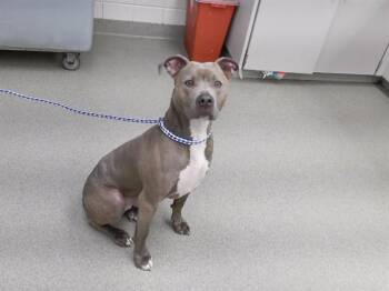 ELLEN -  Boxer and Mixed Breed Dog for Adoption in Omaha, Nebraska - ELLEN | PetCurious