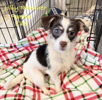 Jolly Rancher -  Terrier Dog for Adoption in Kings Mountain, North Carolina - Jolly Rancher | PetCurious