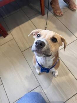 Morgan - P -  Pit Bull Terrier and Mixed Breed Dog for Adoption in Daytona Beach, Florida - Morgan - P | PetCurious