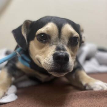 Chihuahua and Mixed Breed Dogs Available for Adoption - Valentine | PetCurious