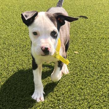 Patty Gonia -  Terrier Dog for Adoption in Hillsboro, Missouri - Patty Gonia | PetCurious
