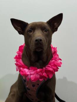 Australian Kelpie and Pit Bull Terrier Dogs Available for Adoption in Carlsbad, California - Monique-One Of Our Amazing Rescue Dogs | PetCurious