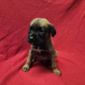 Rescue Shepherd Dogs for Adoption in San Antonio, Texas - Cosmo | PetCurious