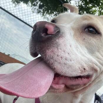 Toasted Marshmallow -  Pit Bull Terrier Dog for Adoption in York, Pennsylvania - Toasted Marshmallow | PetCurious