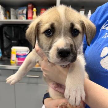 Husky Dogs Available for Adoption in Greensboro, North Carolina - Baby Zeus | PetCurious