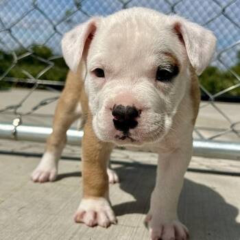 July -  Mixed Breed Dog for Adoption in Matteson, Illinois - July | PetCurious