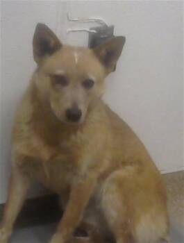 FOXY -  Australian Cattle Dog Blue Heeler and Mixed Breed Dog for Adoption in Albuquerque, New Mexico - FOXY | PetCurious