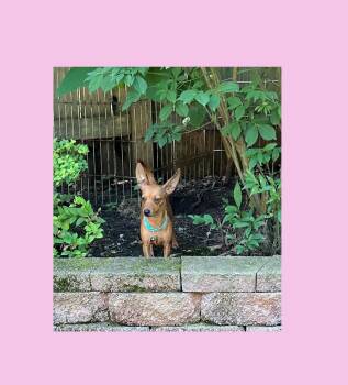 Paprika -  Chiweenie and Miniature Dachshund Dog for Adoption in Lake Geneva, Wisconsin - Paprika | PetCurious