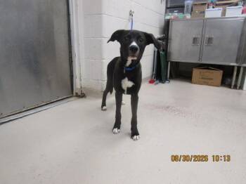 Atlas(314) -  Labrador Retriever Dog for Adoption in Marietta, Georgia - Atlas(314) | PetCurious