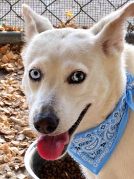 Clementine -  Siberian Husky Dog for Adoption in Okolona, Mississippi - Clementine | PetCurious