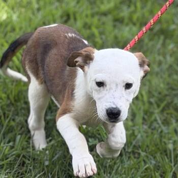 GRITS -  Beagle Dog for Adoption in Locust Fork, Alabama - GRITS | PetCurious
