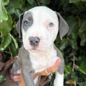 Jocko -  Pit Bull Terrier Dog for Adoption in Goleta, California - Jocko | PetCurious