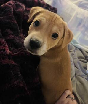 Labrador Retriever and Carolina Dog Dogs Available for Adoption in Winter, Wisconsin - William | PetCurious