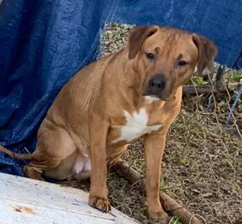 Rhodesian Ridgeback and Bulldog Dogs Available for Adoption in Lexington, Mississippi - Scarlett | PetCurious