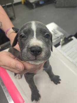 CARTER -  Pit Bull Terrier and Mixed Breed Dog for Adoption in Corpus Christi, Texas - CARTER | PetCurious