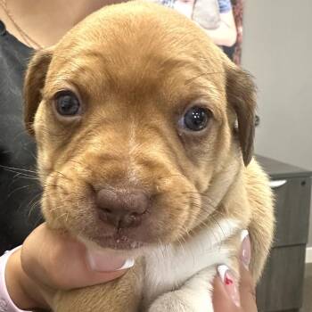 Mixed Breed Dogs Available for Adoption - Monica | PetCurious